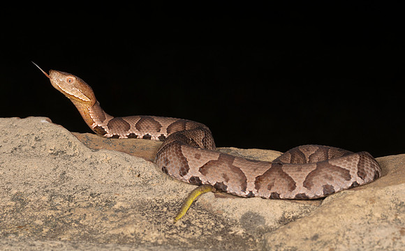 Northern Copperhead, Agkistrodon contortrix, juvenile, Scioto County, Ohio, September 15, 2018 (2)