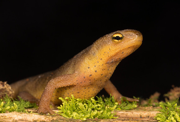Red-spotted Newt, Notophthalmus viridescens, Adams County, Ohio, March 1, 2019