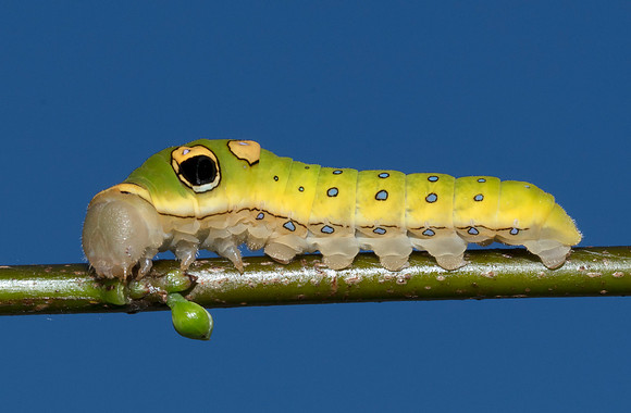 Spicebush Swallowtail caterpillar, Papilio troilus, Sandy Ridge Reservation, Lorain Co., OH September 5, 2019 (9)