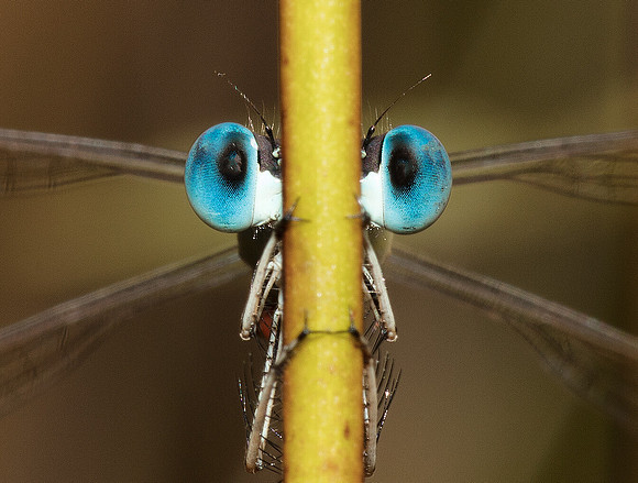 Slender Spreadwing, Lestes rectangularis, Union County, Ohio, June 28, 2019