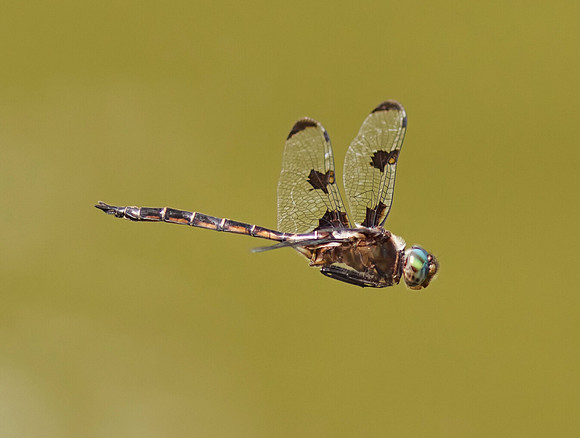 Prince Baskettail, Epitheca princeps, Ross County, Ohio, July 26, 2018