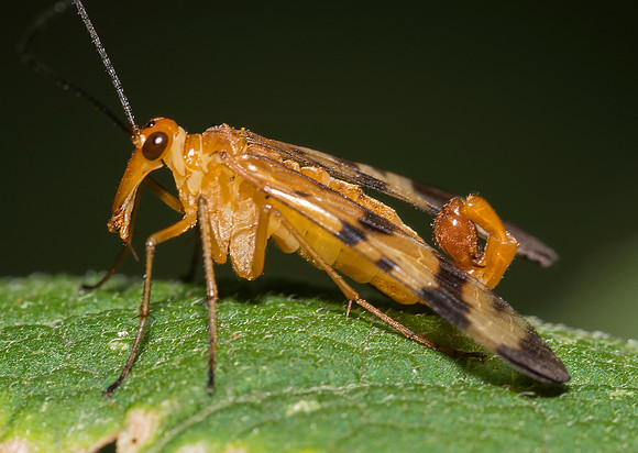 Scorpionfly, Panorpa spp., Marion County, Ohio, August 7, 2019