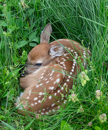 White-tailed Deer, Odocoileus virginianus, one day old fawn, Franklin County, Ohio, May 23, 2020
