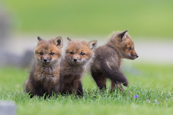 Red Fox, Vulpes vulpes, Green Lawn Cemetery, Franklin County, Ohio, April 27, 2019 (2)
