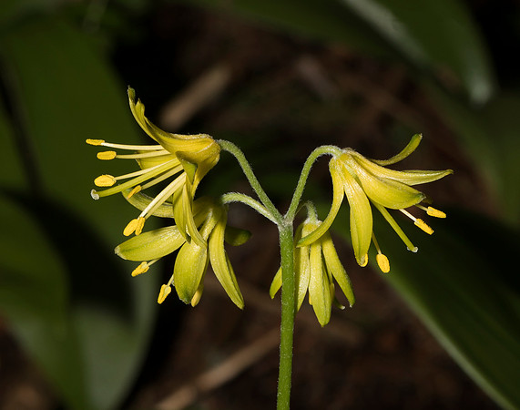 Bluebead Lily, Clintonia borealis, Bonaventure Island, Quebec, Canada, July 3, 2018