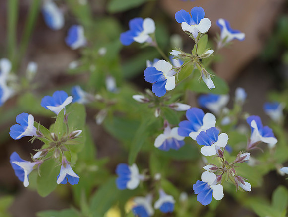 Blue-eyed Mary, Collinsia verna, Adams County, Ohio, April 10, 2019
