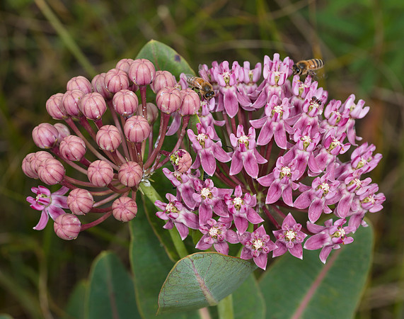 Sullivant's Milkweed, Asclepias sullivantii, Wyandot County, Ohio, July 3, 2016