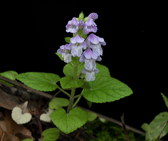 Meehania, Meehania cordata, Scioto County, Ohio, May 25, 2020
