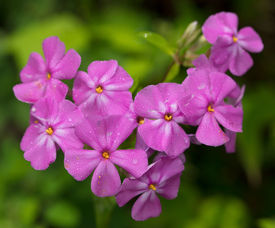 Smooth Phlox, Phlox glaberrima, Scioto County, Ohio, June 4, 2016