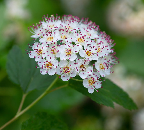 Ninebark, Physocarpus opulifolius, Champaign County, Ohio, June 4, 2020