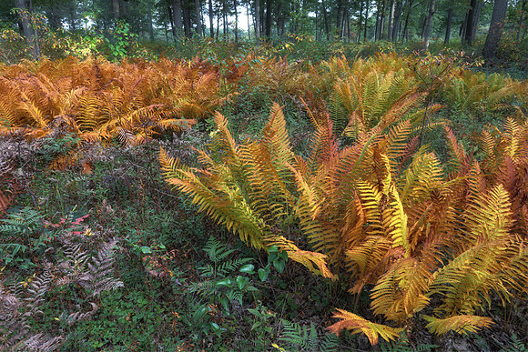 Cinnamon Fern, Osmunda cinnamomea, Lucas County, Ohio, October 3, 2018