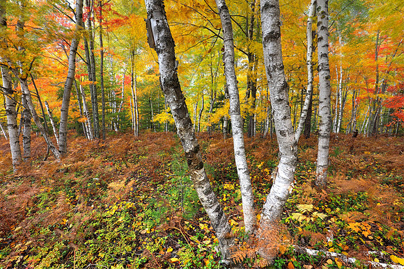 White birch forest, fall foliage, Pictured Rocks National Lakeshore, Upper Peninsula, Michigan, October 11, 2018