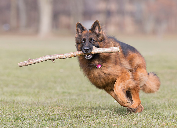 Long-haired German Shepherd, Franklin County, Ohio, December 21, 2017