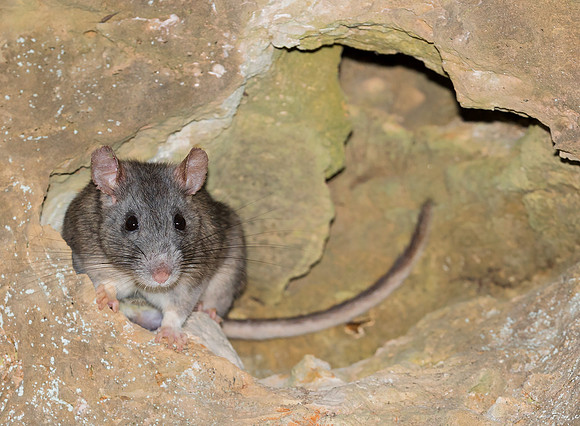 Allegheny Woodrat, Neotoma magister. Adams County, OH. Imperiled throughout much of its range.