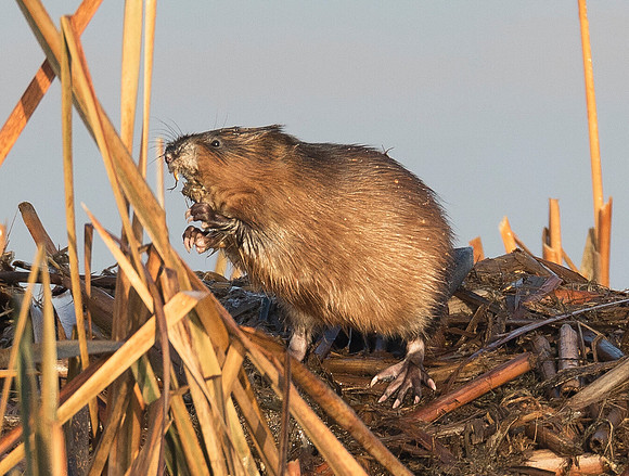 Muskrat, Ondatra zapata, Franklin County, Ohio, November 25, 2018 (2)