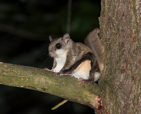 Southern Flying Squirrel, Glaucomys volans, Knox County, Ohio, June 14, 2019