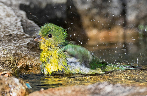 Painted Bunting, Passerina ciris