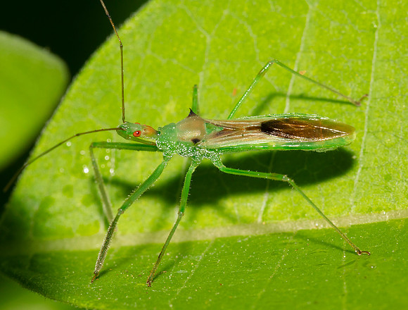 Pale Green Assassin Bug, Zelus luridus, Ashtabula County, Ohio, June 9, 2020
