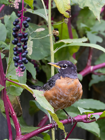 American Robin, Turdus migratorius, on Phytolacca americana, McCormac yard, Franklin County, Oh (5)