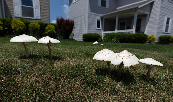 Green-spored Parasol, Chlorophyllum molybdites, Delaware County, Ohio, June 30, 2020