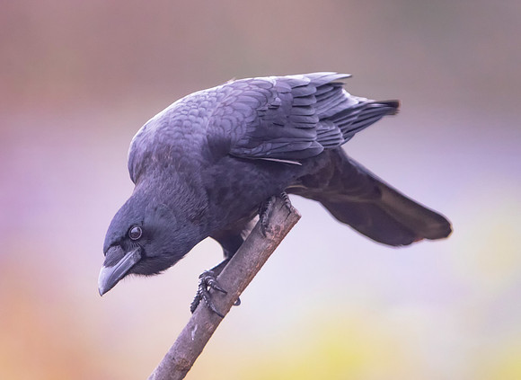 American Crow, Corvus brachyrhynchos, Franklin County, Ohio, November 24, 2020