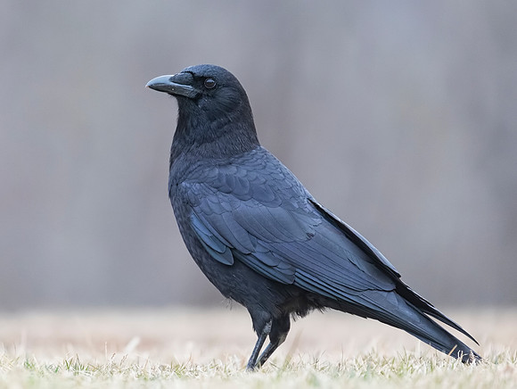 American Crow, Corvus brachyrhynchos. West Virginia, March 9, 2019