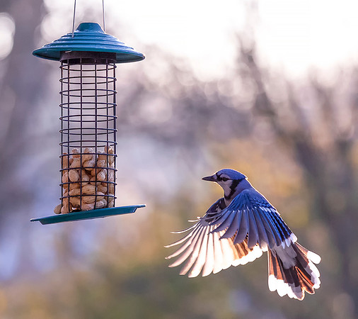 Blue Jay, Cyanocitta cristata, Franklin County, Ohio, December 6, 2020