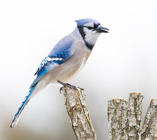 Blue Jay, Cyanocitta cristata. Adams County, Ohio.