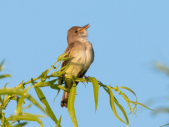Willow Flycatcher, Empidonax traillii, Union County, Ohio, July 26, 2020
