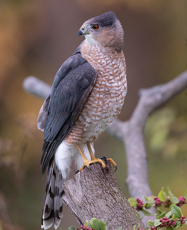 Cooper's Hawk, Accipiter cooperii, Franklin County, Ohio, October 28, 2020