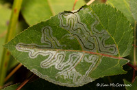Aspen Leaf Miner Moth, Phyllocnistis populiella, larva tracks, Lucas County, Ohio, October 3, 2018
