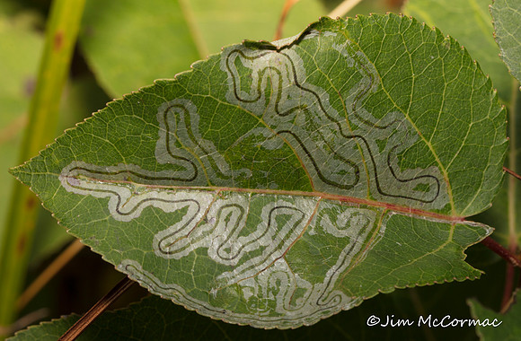 Aspen Leaf Miner Moth, Phyllocnistis populiella, larva tracks, Lucas County, Ohio, October 3, 2018