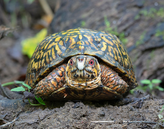 Eastern Box Turtle, Tarrapene carolina, Scioto County, Ohio, August 26, 2020