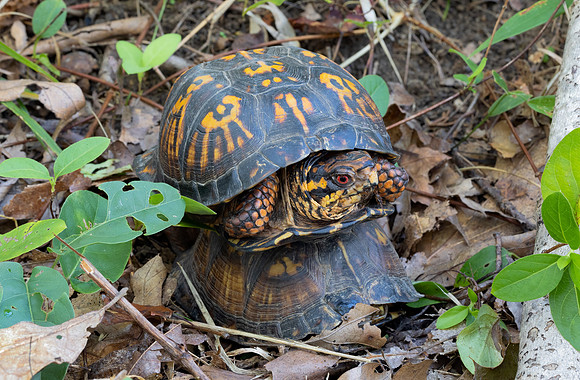 Eastern Box Turtle, Tarrapene carolina, mating, Lawrence County, Ohio, Rome, September 19, 2021 (4)