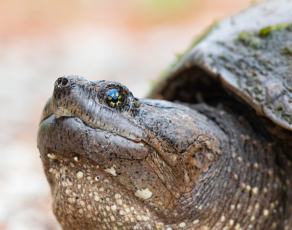 Snapping Turtle, Chelydra serpentina, Presque Isle County, Michigan, May 31, 2018 (19)