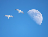 Gulls, with Moon, Cuyahoga County, Ohio, February 20, 2021
