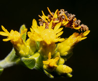 Camouflaged Looper, Synchlora aerata, on Solidago rigida, Union County, Ohio, August 23, 2017