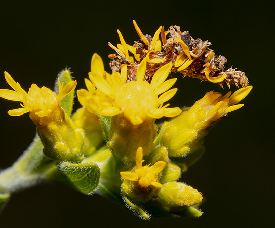 Camouflaged Looper, Synchlora aerata, on Solidago rigida, Union County, Ohio, August 23, 2017