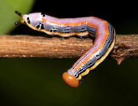 Black-spotted Prominent caterpillar, Dasylophia anguina, Scioto County, Ohio, September 2, 2018