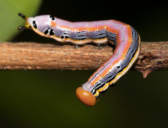 Black-spotted Prominent caterpillar, Dasylophia anguina, Scioto County, Ohio, September 2, 2018