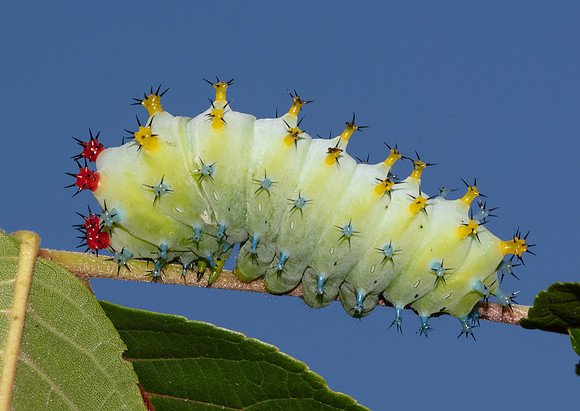 Cecropia Moth caterpillar, Hyalophora cecropia, Washington County, Ohio, August 23, 2020