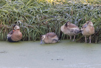 Black-bellied Whistling-Duck, Dendrocygna autumnalis, OSU OARDC, Wayne County, Ohio, October 20, 2024 (7)