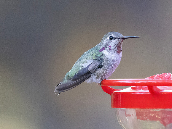 Anna's Hummingbird, Calypte anna, Columbus, Ohio, October 30, 2024 (9)