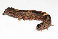 Black Witch caterpillar, Ascalapha odorata, Warren County, Ohio, August 30, 2019