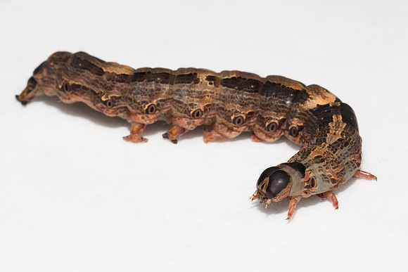 Black Witch caterpillar, Ascalapha odorata, Warren County, Ohio, August 30, 2019