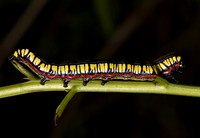 Brown-hooded Owlet caterpillar, Cucullia convexipennis, Champaign County, Ohio, August 9, 2019