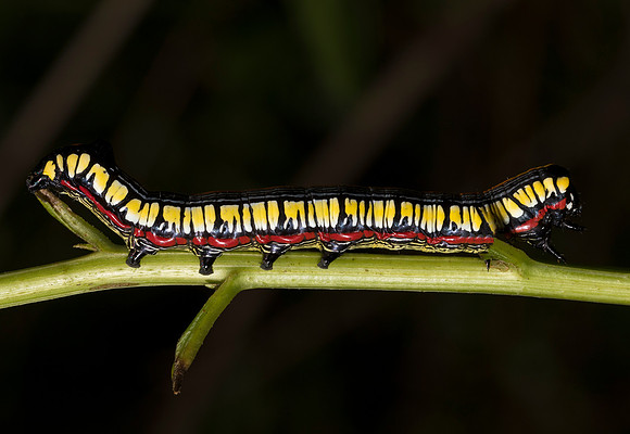 Brown-hooded Owlet caterpillar, Cucullia convexipennis, Champaign County, Ohio, August 9, 2019