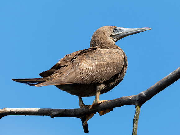 Brown Booby, Sula leucogaster, Summit County, Ohio, August 30, 2020