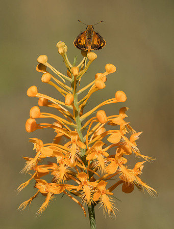 Zabulon Skipper, on Platanthera ciliaris, Scioto County, Ohio, August 1, 2019