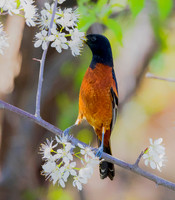 Orchard Oriole, Icterus spurius, on Prunus americana, Lucas County, Ohio, May 14, 2019